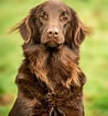 Image result for Flat Coated Retriever Brun. Size: 98 x 106. Source: www.countrylife.co.uk