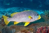Image result for Plectorhinchus vittatus. Size: 159 x 106. Source: fishesofaustralia.net.au