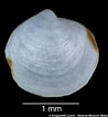Image result for "thyasira Gouldi". Size: 98 x 106. Source: naturalhistory.museumwales.ac.uk