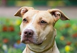 Image result for Pitbull American Terrier. Size: 154 x 106. Source: www.luvmydogs.com