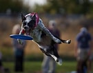 Image result for Frisbee Dog. Size: 135 x 106. Source: www.pinterest.com