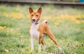 Image result for Basenji Hund. Size: 166 x 106. Source: www.dogbible.com