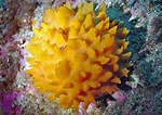 Image result for "rissoa Porifera". Size: 150 x 106. Source: cbmsphylummartin.weebly.com