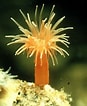 Image result for Diadumenidae Feiten. Size: 87 x 106. Source: www.tolweb.org