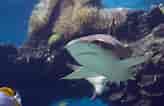 Black Pit Shark 的图像结果.大小：164 x 106。 资料来源：www.americanoceans.org