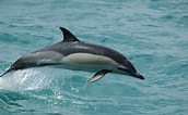 Afbeeldingsresultaten voor Delphinus Geslacht. Grootte: 172 x 106. Bron: www.dolphins-world.com