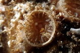 Image result for Scleractinia. Size: 158 x 106. Source: www.gbif.org