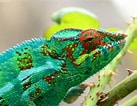 Image result for Le caméléon Animal. Size: 137 x 106. Source: anipassion.com