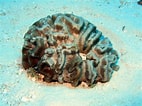 Image result for Manicina areolata Feiten. Size: 142 x 106. Source: coralpedia.bio.warwick.ac.uk