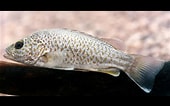 Afbeeldingsresultaten voor Leiopotherapon unicolor Stam. Grootte: 170 x 106. Bron: fishesofaustralia.net.au