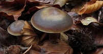 Image result for Botercollybia. Size: 202 x 106. Source: www.loegiesen.nl