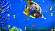 Image result for Vista Screensaver Fish Tank. Size: 188 x 106. Source: download-screensavers.biz