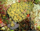 Image result for "madracis Decactis". Size: 134 x 106. Source: www.aquaportail.com