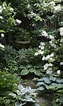あじさい 庭 に対する画像結果.サイズ: 63 x 106。ソース: gardenstory.jp