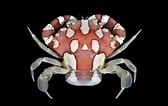 Image result for "lissocarcinus Laevis". Size: 168 x 106. Source: www.crabdatabase.info