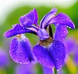 Image result for "sapphirina Iris". Size: 112 x 106. Source: www.thespruce.com