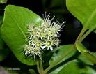 Image result for "platyxanthus Crenulatus". Size: 138 x 106. Source: apps.lucidcentral.org