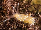 Image result for "facelina Bostoniensis". Size: 141 x 106. Source: www.nudibranch.org