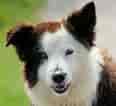 Image result for Border Collie. Size: 116 x 106. Source: commons.wikimedia.org