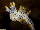 Image result for "thecacera Pennigera". Size: 143 x 106. Source: opistobranquis.info