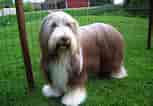 Image result for Bearded Collie. Size: 153 x 106. Source: animalsbreeds.com