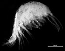Image result for "ampelisca Macrocephala". Size: 134 x 106. Source: www.researchgate.net