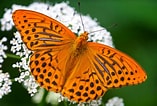 Image result for Fritillariae. Size: 157 x 106. Source: butterfly-conservation.org