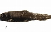 Image result for "bathylagus Euryops". Size: 169 x 106. Source: www.descna.com