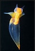 Image result for "clione limacina limacina Elegantissima". Size: 73 x 106. Source: www.pinterest.jp