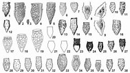 Image result for "tintinnopsis Parvula". Size: 189 x 106. Source: europepmc.org