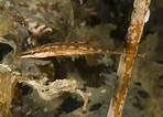 Afbeeldingsresultaten voor "spinachia Spinachia". Grootte: 148 x 106. Bron: www.seawater.no