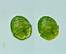 Image result for "gymnodinium Sanguineum". Size: 130 x 106. Source: protist.i.hosei.ac.jp