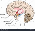 Afbeeldingsresultaten voor Hippocampus Brain Model. Grootte: 120 x 106. Bron: www.shutterstock.com
