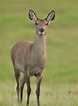 Image result for Red deer Female. Size: 78 x 106. Source: www.pinterest.com