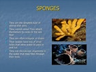 Image result for Sponges Invertebrates. Size: 141 x 106. Source: www.slideserve.com