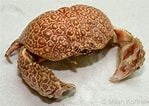 Image result for "Calappa Japonica". Size: 149 x 106. Source: www.pinterest.com