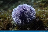 Image result for "lucilla Echinus". Size: 158 x 106. Source: www.dreamstime.com