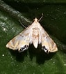 Image result for "petaloproctus Borealis". Size: 95 x 106. Source: www.inaturalist.org