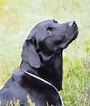 Image result for Jakt Labrador Retriever. Size: 90 x 106. Source: pxhere.com