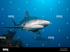 Image result for "carcharhinus Wheeleri". Size: 144 x 106. Source: www.alamy.com