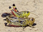 Image result for Arcyptera fusca. Size: 143 x 106. Source: www.galerie-insecte.org