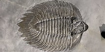 Image result for Monodontidae Fossils. Size: 214 x 106. Source: earthathome.org