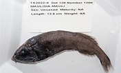 Image result for "maulisia Mauli". Size: 176 x 106. Source: www.marinespecies.org