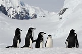 Image result for Arctapodema Antarctica familie. Size: 161 x 106. Source: www.anderlicht.nl