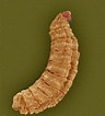 Image result for "beaked Larva". Size: 96 x 106. Source: fineartamerica.com