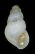 Afbeeldingsresultaten voor "odostomia Scalaris". Grootte: 69 x 106. Bron: www.shellauction.net