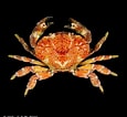 Image result for "zosimus Aeneus". Size: 115 x 106. Source: www.crustaceology.com