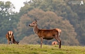 Image result for Red deer Female. Size: 166 x 106. Source: www.viewsfromanurbanlake.co.uk