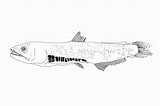 Image result for Odontostomops Normalops Familie. Size: 160 x 106. Source: fishesofaustralia.net.au