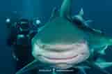 Image result for Black Pit Shark. Size: 161 x 106. Source: www.sharksandrays.com